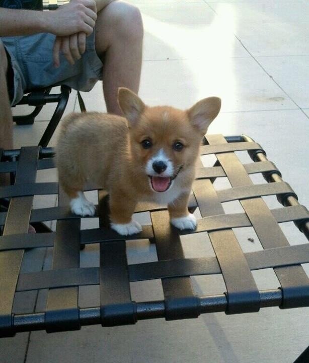 Eunice Toh On Twitter Does Anyone Know How Much Does A Corgi Cost In Singapore How To Resist This Cute Face Http T Co Fjraninm