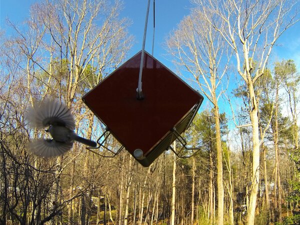SR71Jockey's tweet image. @GoPro_Pictures Bird leaving feeder with full belly! :-)