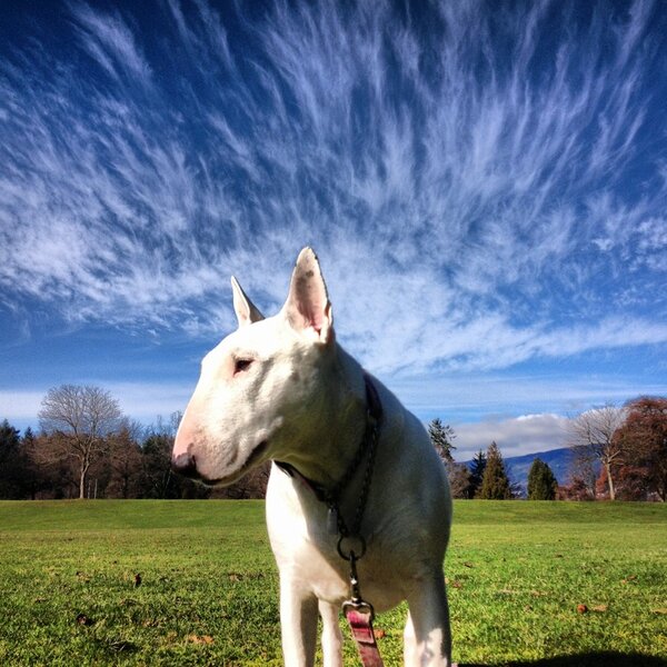 AntonVFX's tweet photo. Mmmmm... Sunshine.
#bullterrier #englishbullterrier #sunshine http://t.co/OqWgtvva