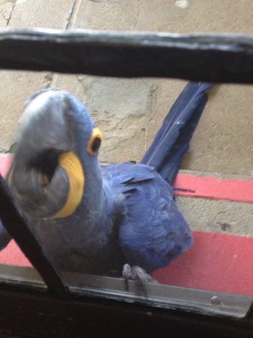 &ldquo;@cooperhefner Some people have dogs. We have him. http://t.co/MGuVk4qXuD&rdquo; And I have her. <3 #Mccaw<a class="tags" target="_blank" title="On Twitter" href="/?out=eyJ0eXAiOiJKV1QiLCJhbGciOiJIUzUxMiJ9.eyJpYXQiOjE3MjMyNzEwMDUsImlzcyI6InR3cG9ybnN0YXJzLmNvbSIsIm5iZiI6MTcyMzI3MTAwNSwiZXhwIjoxNzU0ODA3MDA1LCJyZWRpcmVjdF91cmwiOiJodHRwczovL3R3aXR0ZXIuY29tL2Nvb3BlcmhlZm5lciJ9.NbcegT15vHmXHFXuFAnWhWWxobiQYvALnrdBWnZAKNR0U1037UTdKuL3zR-WuK6ArxWc3XA7aIWcCvQFW7L3mw">@cooperhefner</a><a href="/tag/cockatoo"class="tags"><span>#cockatoo</span></a><a href="/tag/mccaw"class="tags"><span>#mccaw</span></a>