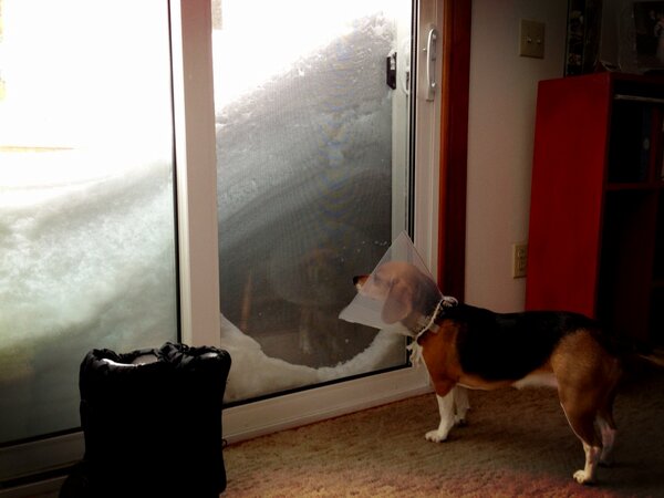 Squimmy's tweet photo. #CSNemo #CSPets http://t.co/klMIWqEX