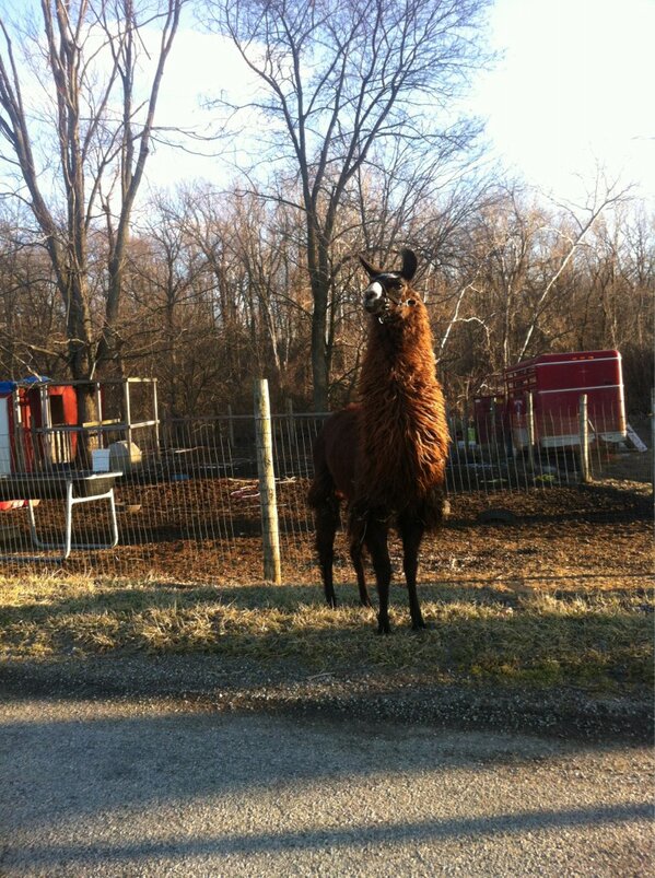 Vanessa021107's tweet image. #Llama #wrongsideofthefence #escapee