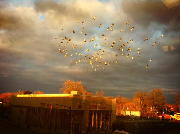 DailyNewsDM's tweet image. Office view with the #fridayfly-by #pigeonpilots #midwinterlight