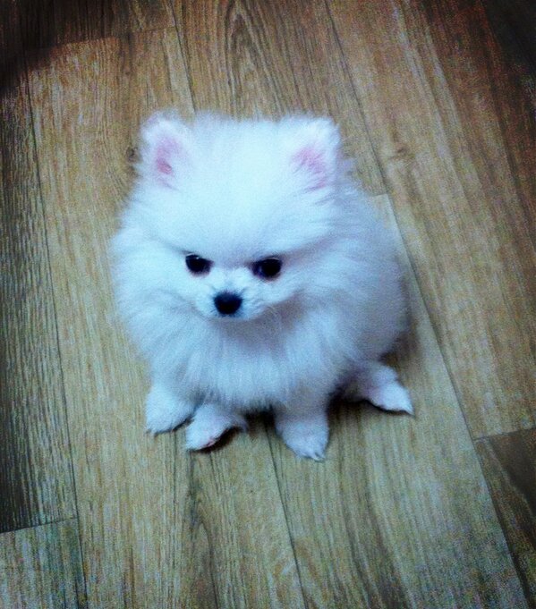 yanjii's tweet photo. 읭? 꼬리가 네 개?
사미호여?
어느게 손이고 어느게 발이냐 http://t.co/otgcML59