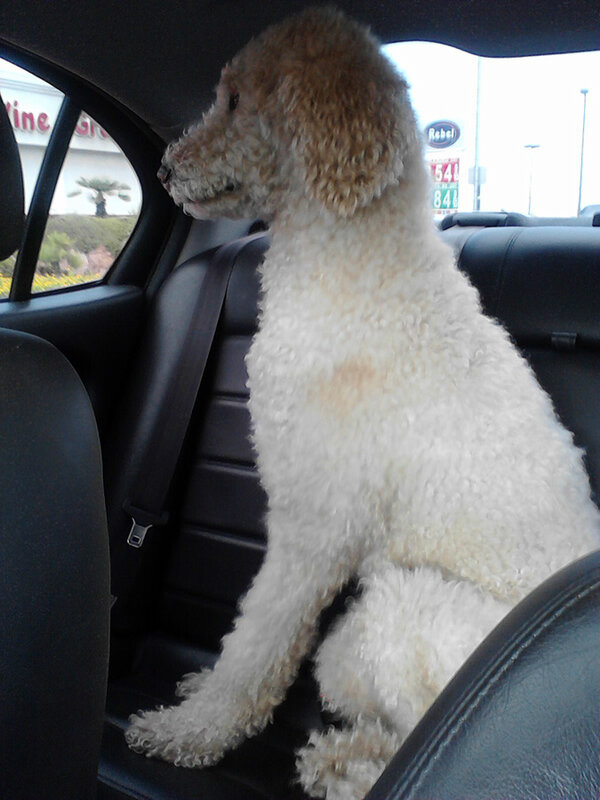 Collinfoster12's tweet photo. They love going for a ride don't they? http://t.co/FhZGaL5P