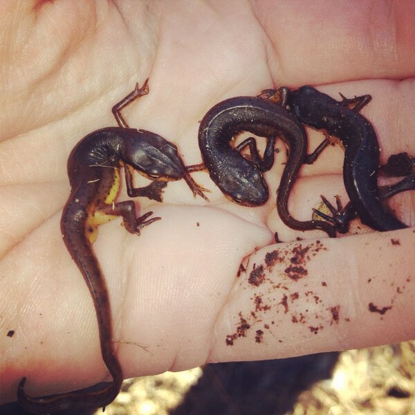 Love Newts.  “<a href="/fieldherpchick/">Jamie Cummings</a>: Three little newts...adorable little guys.  (Central newts) ”