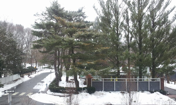 kenjieno's tweet photo. ボストンは雪。ゆらゆらと降っております。 http://t.co/oErcRDJK