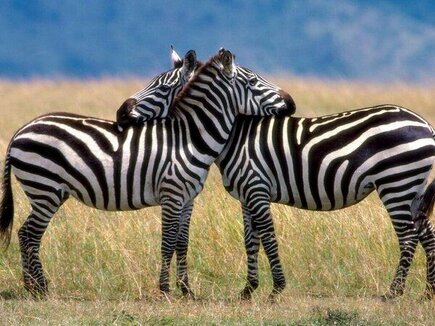 NaturPictures's tweet photo. Abrazo entre Cebras. http://t.co/ofHqL3fq