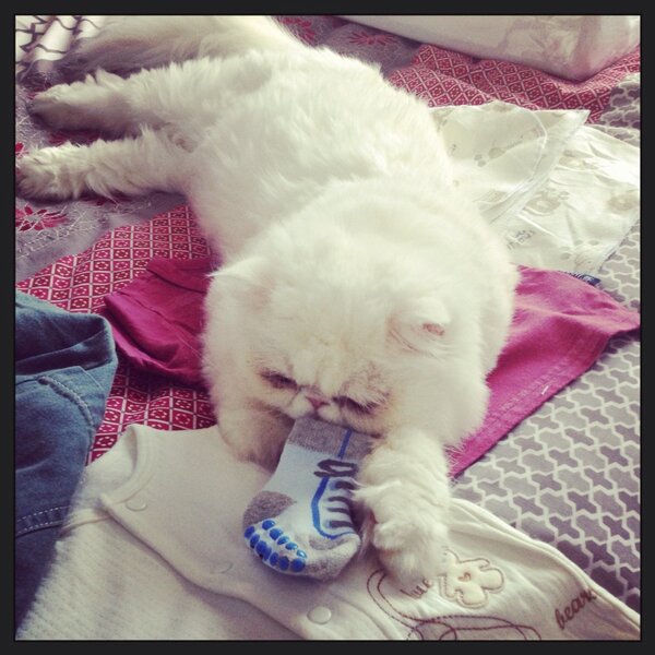 abby leah doubell tweet media