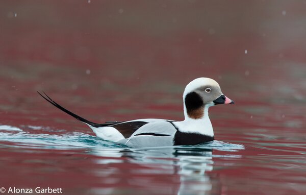 AlonzaGarbett's tweet photo. Male Long-tailed duck, from Båtsfjord http://t.co/AIXB94gl