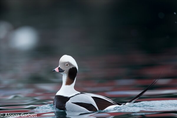 AlonzaGarbett's tweet photo. One more as they are one of my favourites… http://t.co/ezz4eixj