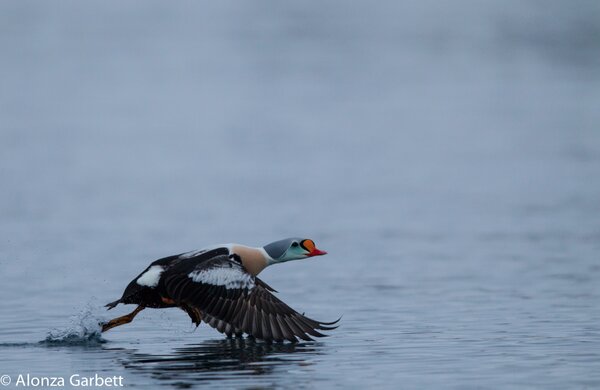 AlonzaGarbett's tweet photo. After a round in Ørjhans new hide we had a spin in the rib, clouds thickened so a bit dark, King Eider take off http://t.co/sxEQaTVO