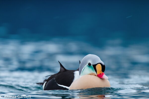 AlonzaGarbett's tweet photo. A king Eider to finish with and the processing of all 2571 images can wait till tomorrow! http://t.co/4j0Wx1Yn