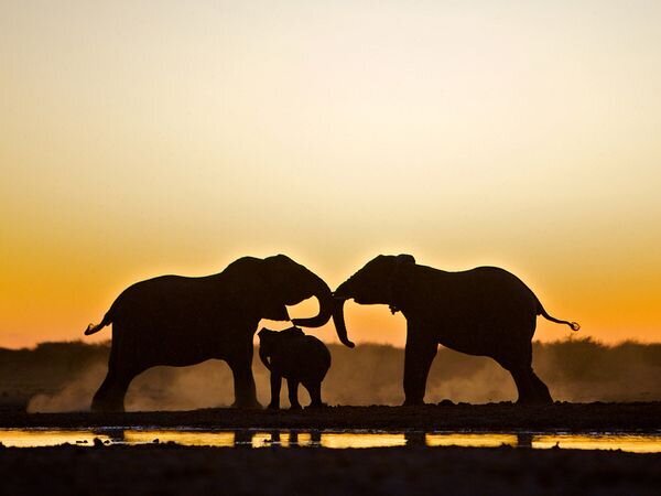 NaturPictures's tweet photo. Familia de elefantes, Namibia.  http://t.co/zj7hTggG