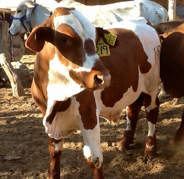 tasyacmlz's tweet photo. El meteorito es del Rancho el Refugio de Guadalajara y es para mejorar la genética de nuestro ganado http://t.co/C8TcmDGy