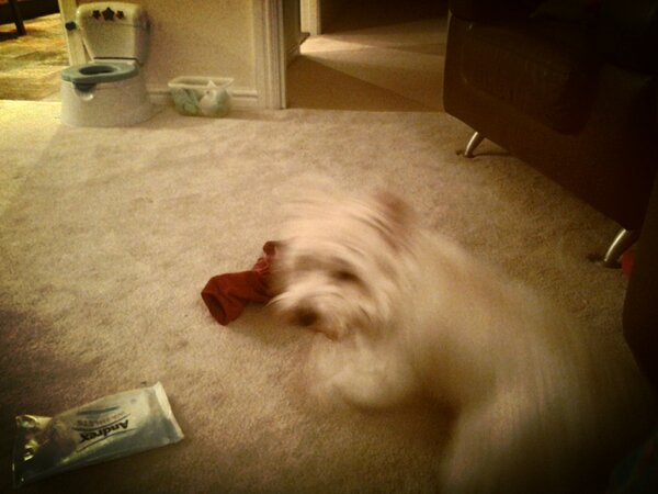 Leifhickling's tweet photo. Fury at being woken http://t.co/272kQMRp