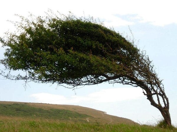 Одинокое дерево на ветру. Дерево качается на ветру. Наклоненное дерево. Дерево гнется от ветра. Дерево на ветру.