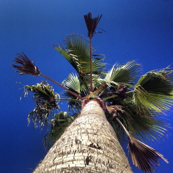 themarkrojas's tweet photo. Doesn't get old #venicebeach #sunshine #endlesssummer http://t.co/cMCwy3WY