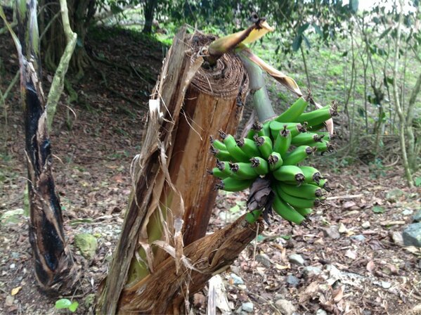 Rafaelisaisa's tweet photo. Un ejemplo de perseverancia.
La Naturaleza. http://t.co/f4SwSXXC