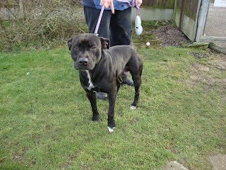 sangreat kennels rehoming