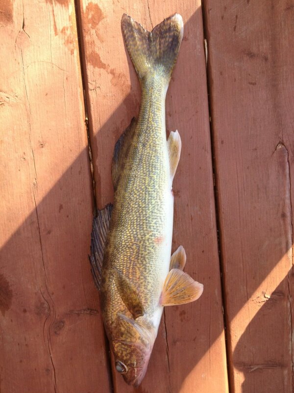 travv88's tweet photo. Langer and i win Brothers derby biggest walleye Woop Woop 150 bucks. http://t.co/MyiW5eRt