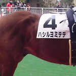 過去いち可愛い名前の馬 ハシルヨミテテが話題に 実況でニッコリしそう 他にもおもろい馬の珍名が続々と発掘される Togetter