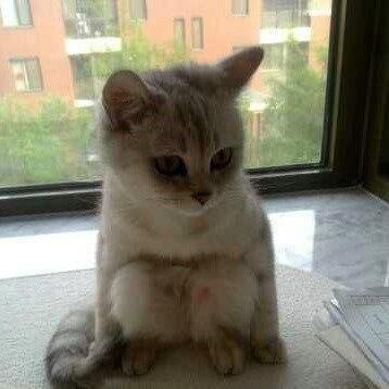 oichi777's tweet photo. わーーかわいい～～　猫って、しゃがめるんだ、はじめて知ったｗｗｗ https://t.co/8i1NfjTi