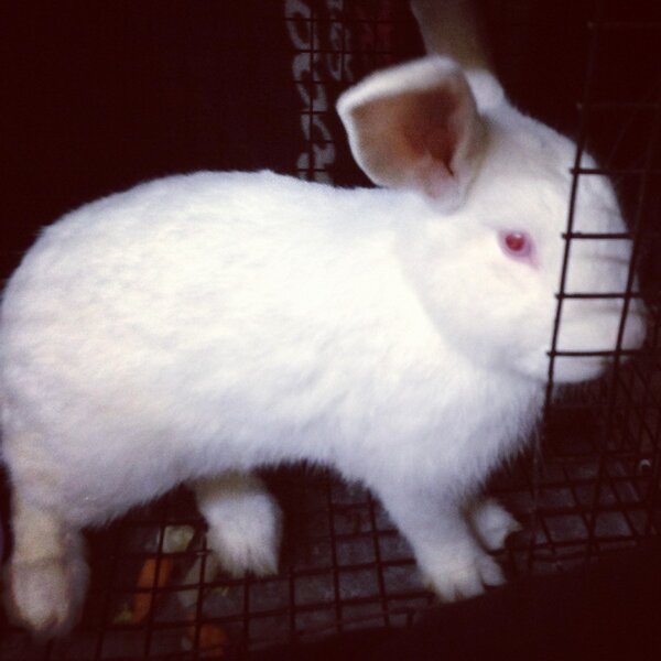 Hunter4406's tweet photo. Does anyone want a pet albino bunny? Hes super nice and personable, but i cant keep him. http://t.co/qFKuiH0r