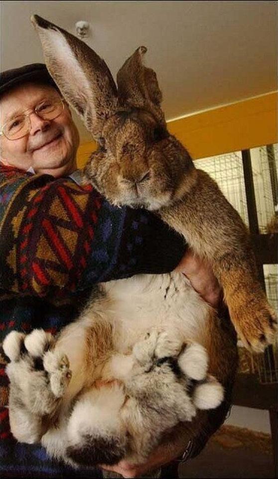 planetposts's tweet image. Herman, the World’s Biggest Bunny.