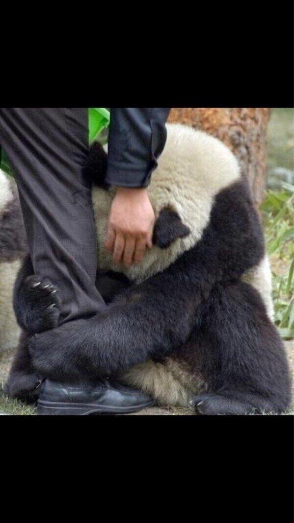 rickygervais's tweet photo. Thank you to everyone who sent me this amazing photo of a panda hugging a policeman's leg after an earthquake... http://t.co/RikU6Tsv