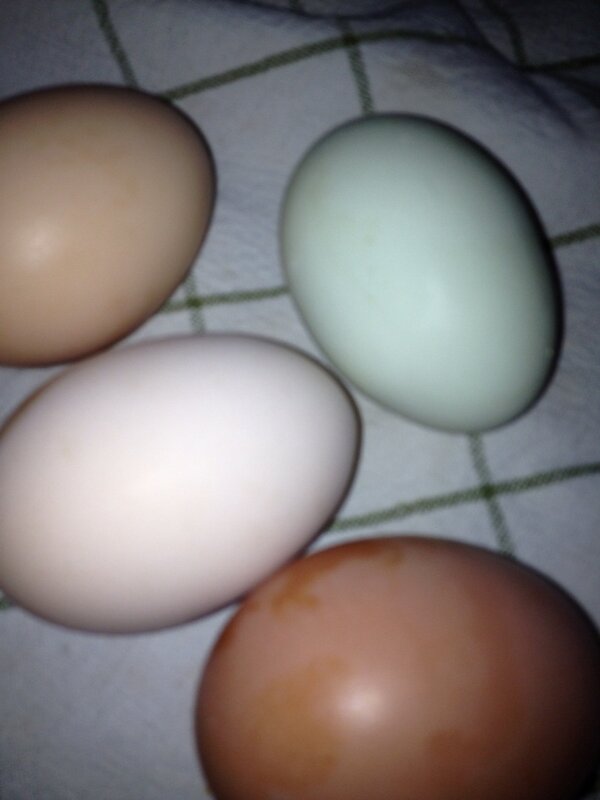 Look what the chickens left.