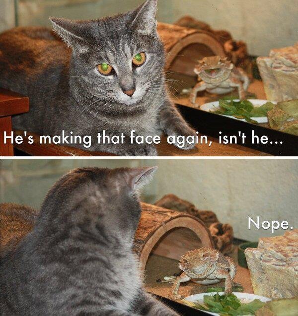 Somefun_net's tweet photo. He is making that face #Again isn't he - http://t.co/y4iRSOc9 - #Cat #FunnyAnimals #FunnyCat #FunnyLizard #Lizard http://t.co/1T6F7OaE