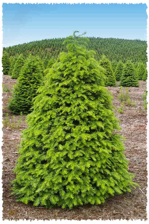 AgroScience's tweet photo. Grand Fir (Abies grandis):
FIR,WINTERGREEN, UP TO 50 M HIGH,BRANCHES STICK OUT HORIZONTALLY WHORLED, CONES UP TO 4CM http://t.co/5t2o4OEv