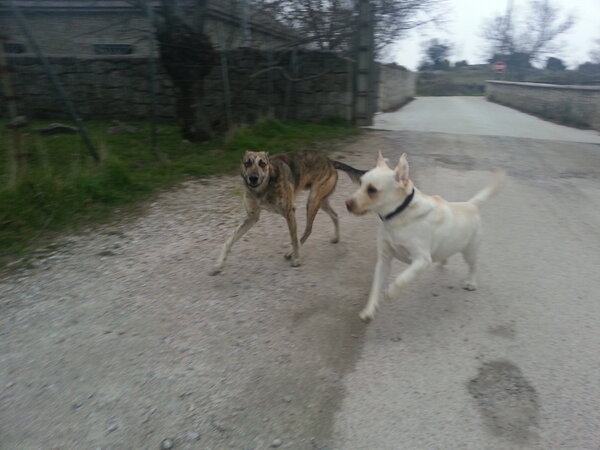 VictorPayo's tweet photo. De paseo con el perro de @Coque_Malla http://t.co/59n44kf