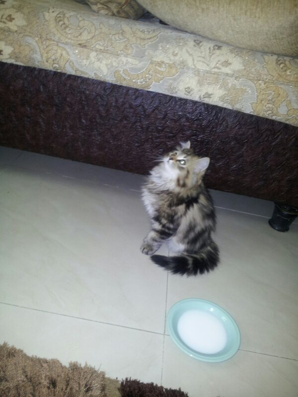 صنعانيه وافتخر (@enoo_f) on Twitter photo 