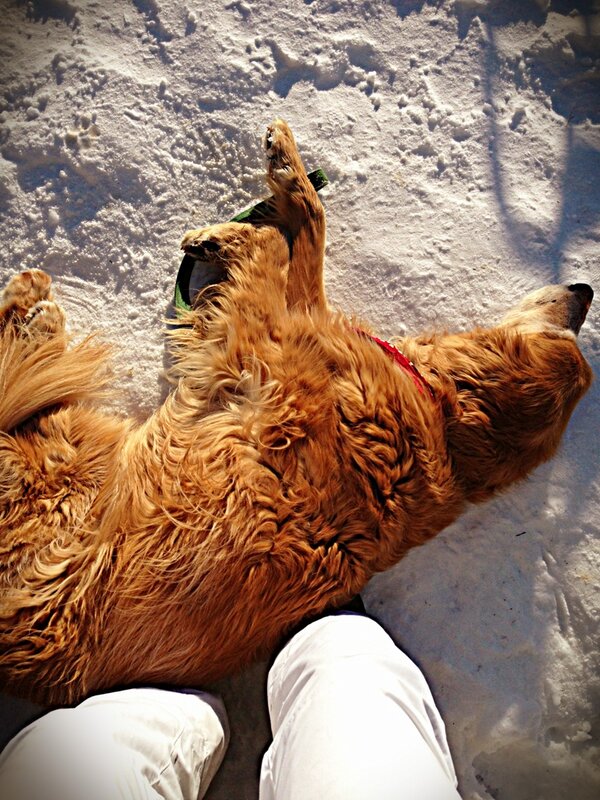 Furry foot warmer ❤ #bestfriend #professionalsnuggler