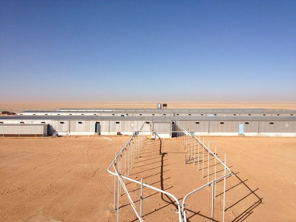 EdGubbels's tweet photo. De 3 ouder dieren stallen in Saudi. Samen met Mark Janssen dit project bezocht. Klimaat en voer van #fancombv http://t.co/jEah3PuE
