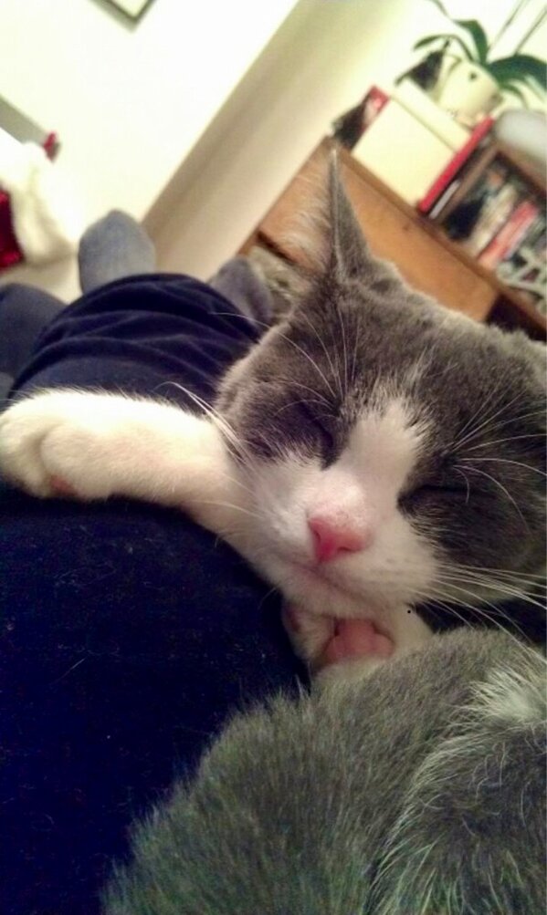 paulb74's tweet photo. @achrisevans ta for reading Jeremy cat news this a.m. pregnant gf @hayleystravels is now far less stressed! http://t.co/d1WKb451