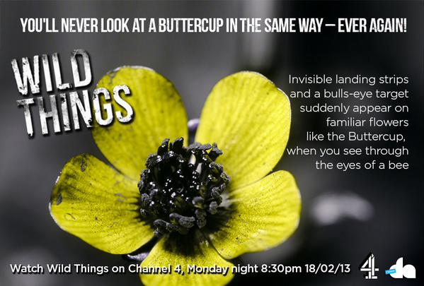 Bydd cyn-fyfyriwr Bangor @DrTrevorDines a'r tim yn gweld y byd trwy lygaid gwenynen heno 'ma #WildThings C4 8.30pm