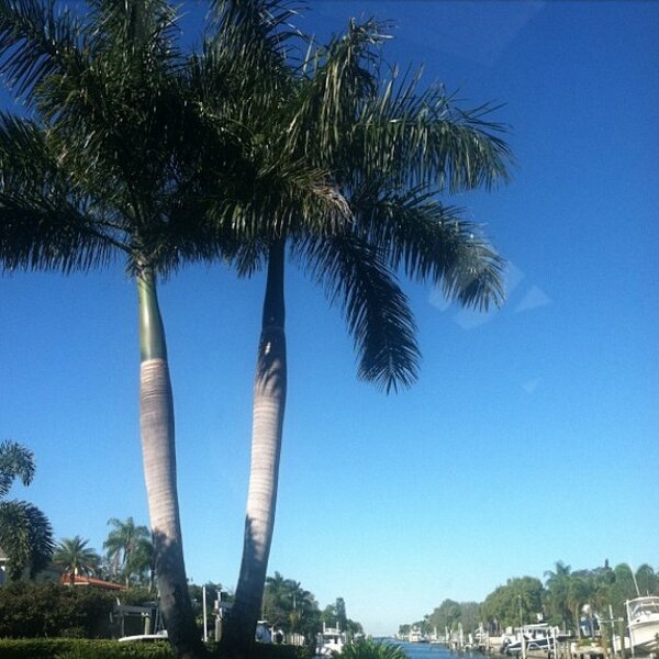 crazykitty_lady's tweet photo. Florida:) #nofilter http://t.co/4HX7iC5M