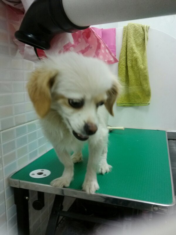 ddongdog08's tweet photo. @FromCareKorea. 유기견보호소에서 똥개를찾았습니다.정말감사합니다.지금은 작전동해림동물병원서 있어요.너무기분좋아요.보호소계신분들너무감사합니다
응원해주신분들감사해요. http://t.co/YJ8Dm08cim