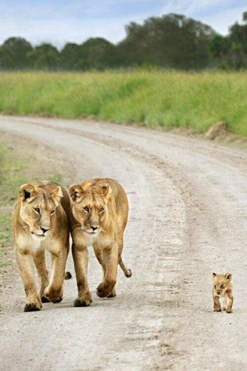 MsBusterBoo's tweet image. OMG.  #cuteexplosion @mfortuin11 @serenity384