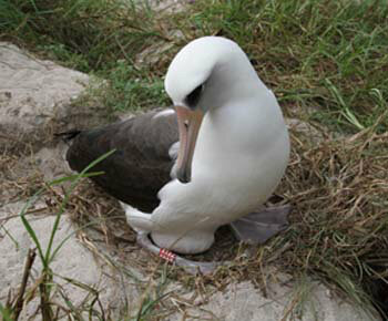 Will we have the #Wisdom to conserve @MidwayAtollNationalWildlifeRefuge? Talk tonight after 4:30 birder's mtg.