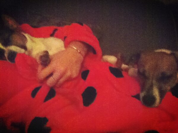 Sleepy time tea and snugging with my pups #bathrobeswag