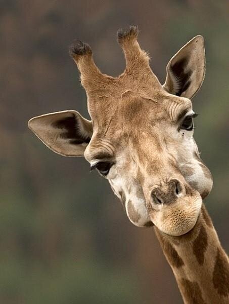 alibravard's tweet photo. "@NatGeoSpa: Esto simplemente te hace sonreir. http://t.co/b5juY18Fmn" @montsebrav