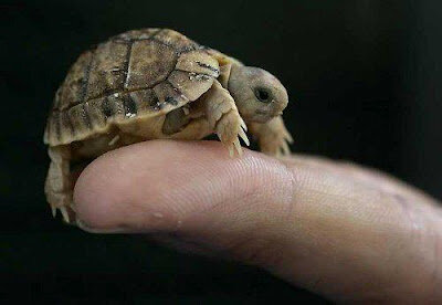 hispacbd30's tweet photo. Imagen de la tortuga más pequeña del mundo. http://t.co/wro9oafr