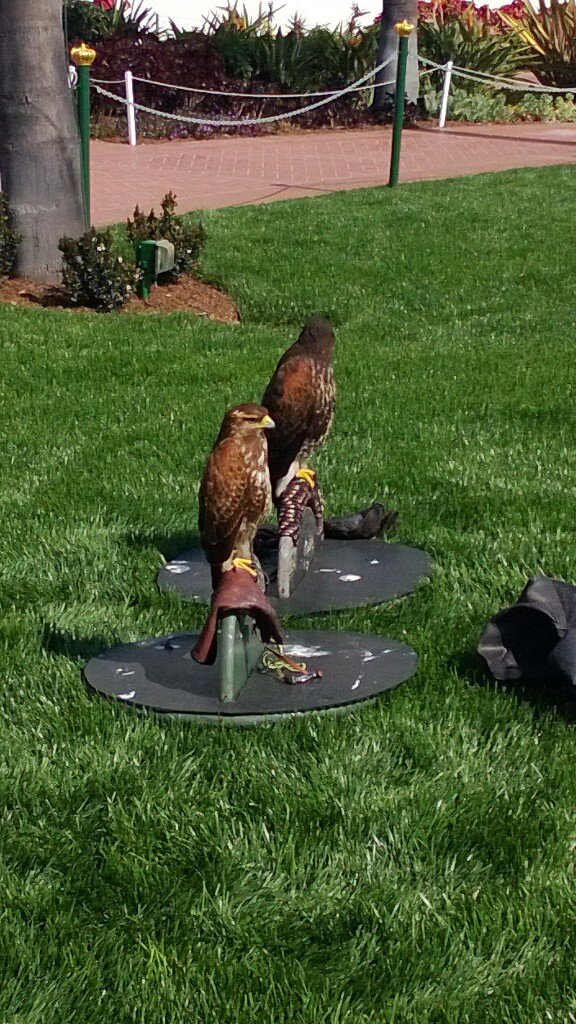 lizasisler's tweet image. #LyncConf so many amazing sights!