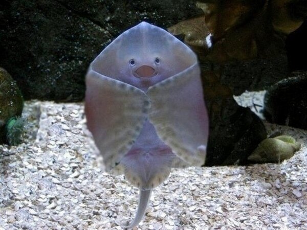 SugarVodonaeva's tweet photo. Стеснительный скат http://t.co/csGT4Y4Q