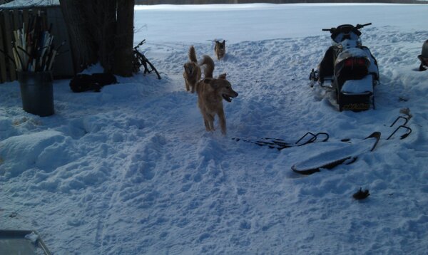whataboutyaeh's tweet photo. @OrilliaSPCA   fun in the snow http://t.co/ysrhSCyw