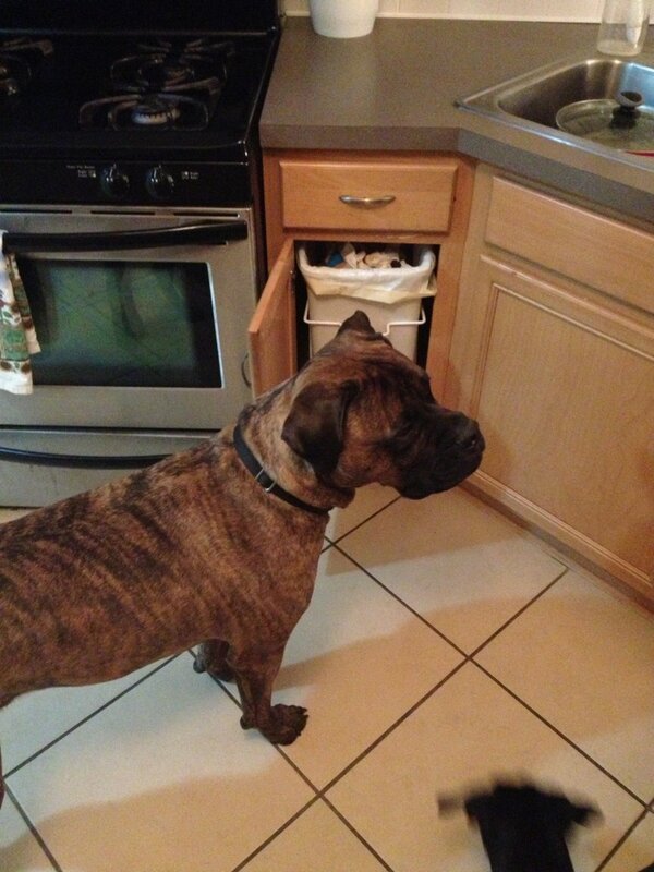 ScottAdamo's tweet photo. Had no idea how big he is until it comes to getting into some food. #mogley #beastdog http://t.co/CF28SE6Y